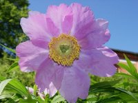 Пион уклоняющийся (Марьин корень) - Paeonia anomala Пион уклоняющийся (Марьин корень) - Paeonia anomala