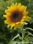 Подсолнечник маслянистый – Helianthus annuus Подсолнечник маслянистый – Helianthus annuus
