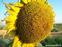 Подсолнечник маслянистый – Helianthus annuus Подсолнечник маслянистый – Helianthus annuus