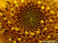 Подсолнечник маслянистый – Helianthus annuus Подсолнечник маслянистый – Helianthus annuus
