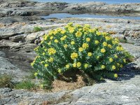 Родиола розовая – Rhodiola rosea Родиола розовая – Rhodiola rosea