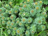 Родиола розовая – Rhodiola rosea Родиола розовая – Rhodiola rosea