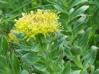 Родиола розовая – Rhodiola rosea Родиола розовая – Rhodiola rosea
