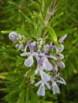 Розмарин лекарственный - Rosmarinus officinalis Розмарин лекарственный - Rosmarinus officinalis