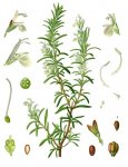 Розмарин лекарственный - Rosmarinus officinalis Розмарин лекарственный - Rosmarinus officinalis