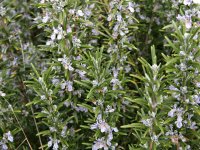 Розмарин лекарственный - Rosmarinus officinalis Розмарин лекарственный - Rosmarinus officinalis