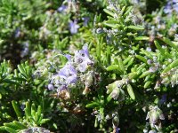 Розмарин лекарственный - Rosmarinus officinalis Розмарин лекарственный - Rosmarinus officinalis