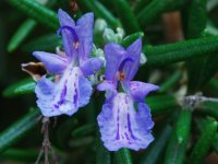 Розмарин лекарственный - Rosmarinus officinalis Розмарин лекарственный - Rosmarinus officinalis