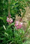 Эспарцет посевной - Onobrychis viciifolia Эспарцет посевной - Onobrychis viciifolia