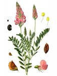 Эспарцет посевной - Onobrychis viciifolia Эспарцет посевной - Onobrychis viciifolia
