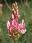 Эспарцет посевной - Onobrychis viciifolia Эспарцет посевной - Onobrychis viciifolia
