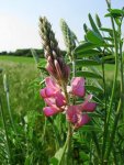 Эспарцет посевной - Onobrychis viciifolia Эспарцет посевной - Onobrychis viciifolia