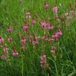 Эспарцет посевной - Onobrychis viciifolia Эспарцет посевной - Onobrychis viciifolia