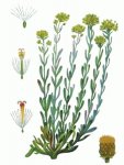Бессмертник песчаный, цмин – Helichrysum arenarium L. Бессмертник песчаный, цмин – Helichrysum arenarium L.