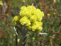 Бессмертник песчаный, цмин – Helichrysum arenarium L. Бессмертник песчаный, цмин – Helichrysum arenarium L.