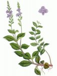 Вероника лекарственная – Veronica officinalis L. Вероника лекарственная – Veronica officinalis L.