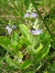 Вероника лекарственная – Veronica officinalis L. Вероника лекарственная – Veronica officinalis L.