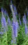 Вероника длиннолистная – Veronica longifolia L. Вероника длиннолистная – Veronica longifolia L.