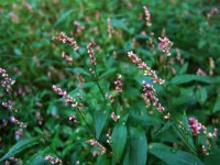 Горец перечный (водяной перец) Горец перечный (водяной перец)