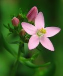 Золототысячник малый (зонтичный) Золототысячник малый (зонтичный)