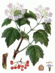 Калина обыкновенная Калина обыкновенная