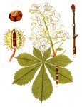 Каштан конский Каштан конский