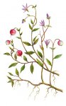 Клюква четырехлепестная (болотная) Клюква четырехлепестная (болотная)