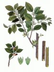 Крушина ломкая (ольховидная) Крушина ломкая (ольховидная)