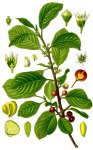 Крушина ломкая (ольховидная) Крушина ломкая (ольховидная)