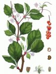 Лимонник китайский Лимонник китайский