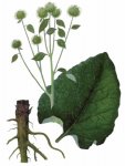 Лопух большой (репейник)