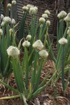 Лук батун - Allium fistulosum Лук батун - Allium fistulosum