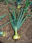 Лук репчатый - Allium cepa Лук репчатый - Allium cepa