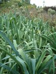 Лук порей - Allium porrum Лук порей - Allium porrum