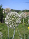 Лук порей - Allium porrum Лук порей - Allium porrum