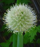 Лук репчатый - Allium cepa Лук репчатый - Allium cepa