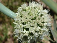 Лук батун - Allium fistulosum Лук батун - Allium fistulosum