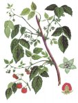 Малина обыкновенная Малина обыкновенная