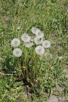 Одуванчик лекарственный - Taraxacum officinale Одуванчик лекарственный - Taraxacum officinale
