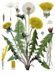Одуванчик лекарственный - Taraxacum officinale Одуванчик лекарственный - Taraxacum officinale