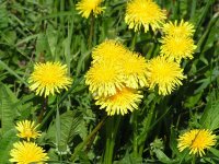 Одуванчик лекарственный - Taraxacum officinale Одуванчик лекарственный - Taraxacum officinale
