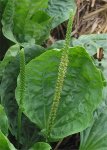 Подорожник большой - Plantago major Подорожник большой - Plantago major