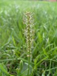 Подорожник большой - Plantago major Подорожник большой - Plantago major