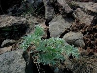 Полынь горькая Полынь горькая