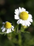 Ромашка аптечная Ромашка аптечная