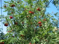 Рябина обыкновенная - Sorbus aucuparia Рябина обыкновенная - Sorbus aucuparia