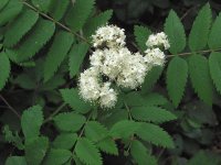 Рябина обыкновенная - Sorbus aucuparia Рябина обыкновенная - Sorbus aucuparia
