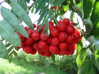 Рябина обыкновенная - Sorbus aucuparia Рябина обыкновенная - Sorbus aucuparia