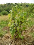 Смородина черная - Ribes nigrum Смородина черная - Ribes nigrum