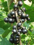 Смородина черная - Ribes nigrum Смородина черная - Ribes nigrum